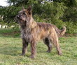URFEE DE LA TOUR PHILIPPE: nouvelle CHAMPIONNE de FRANCE de lElevage de la Tour Philippe  (sur un total de 3 CH. de France, 1 CH. du Danemark et 1 CH. DItalie)